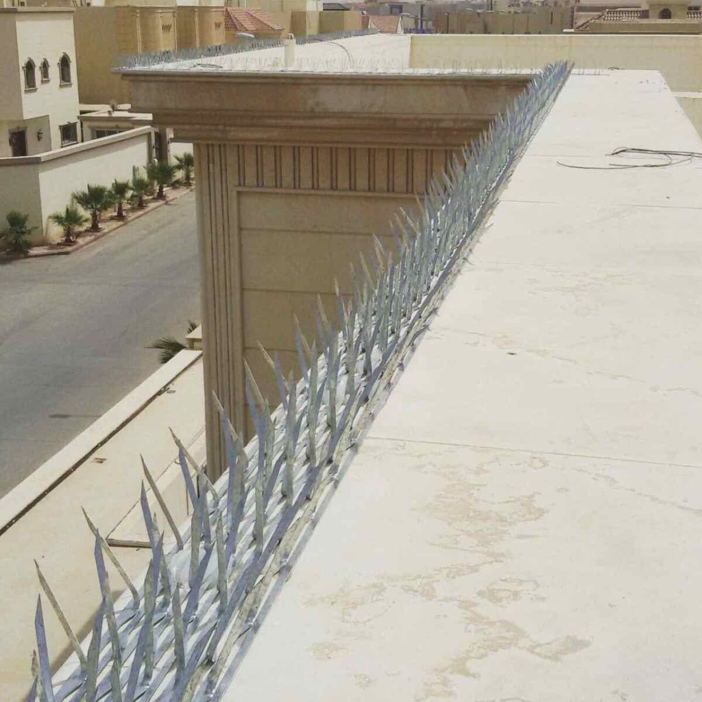 افضل شركة مكافحة الحمام في دبي